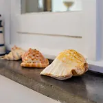 Stella D'argento Termini