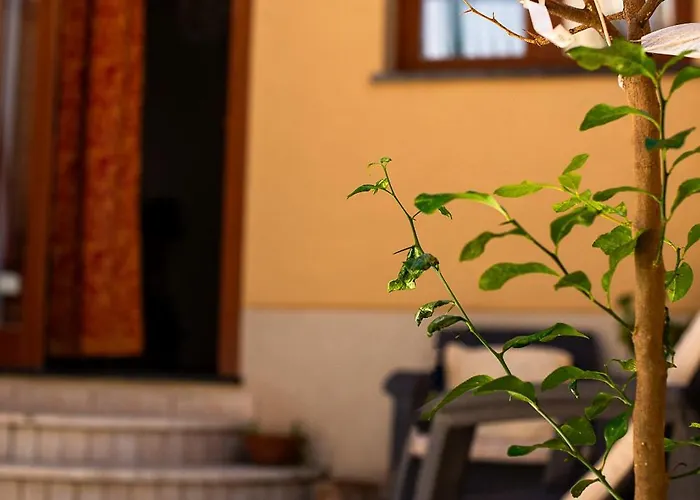 Stella D'argento * Termini